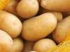 توقع بانخفاض أسعار البطاطا مع إعلان السورية للتجارة استيراد 5 آلاف طن 