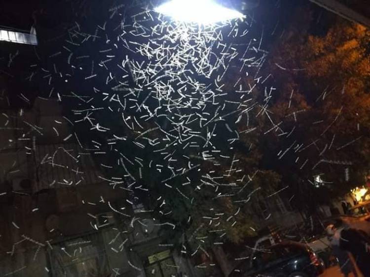 محافظة دمشق توضح أسباب انتشار الحشرات وخطوات القضاء عليها