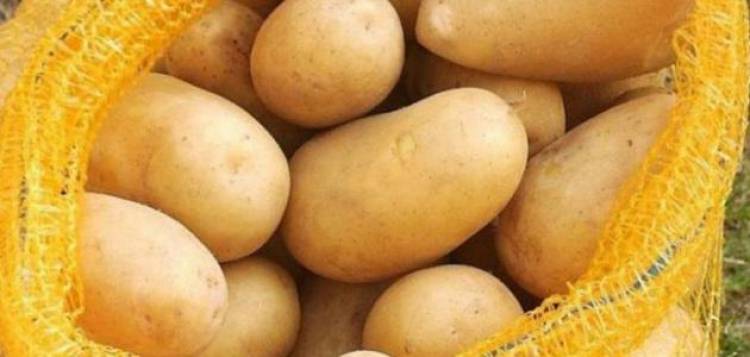 بعد وصول سعر الكيلو لنحو 800 ليرة .. الحكومة تسمح باستيراد البطاطا بشكل فوري لخفض سعرها 