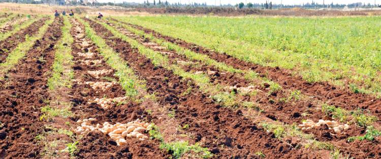 لجنة سوق الهال : انخفاض سعر كيلو البطاطا 40% 